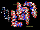 31-dna-doublrhelix2hrm.jpg