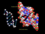 32-dna-doublrhelixhrm7.jpg