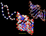 33-dna-doublrhelixhrm.jpg